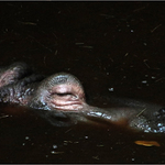 O čem sní mladí h(r)oši?