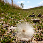 Chmýří
