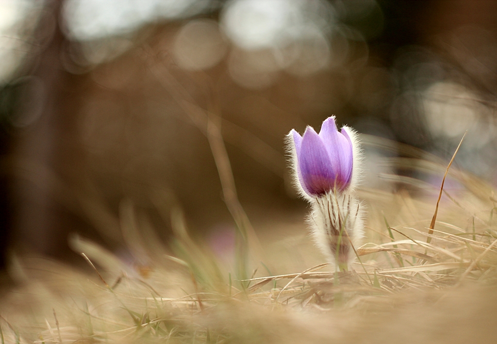 Pulsatilla Slavica
