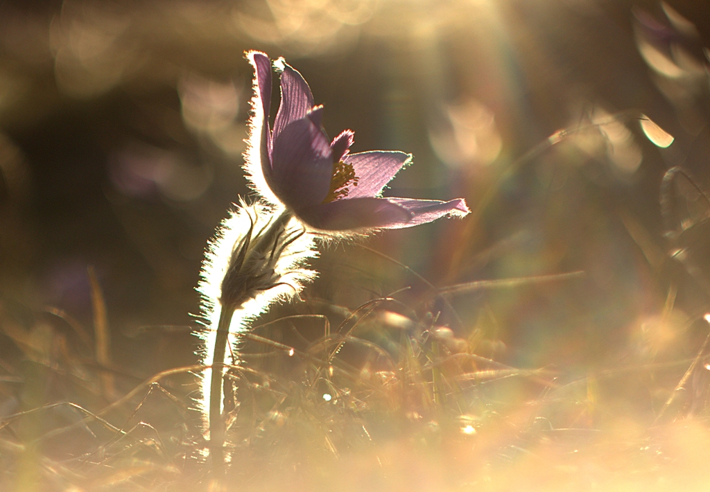 Pulsatilla slavica