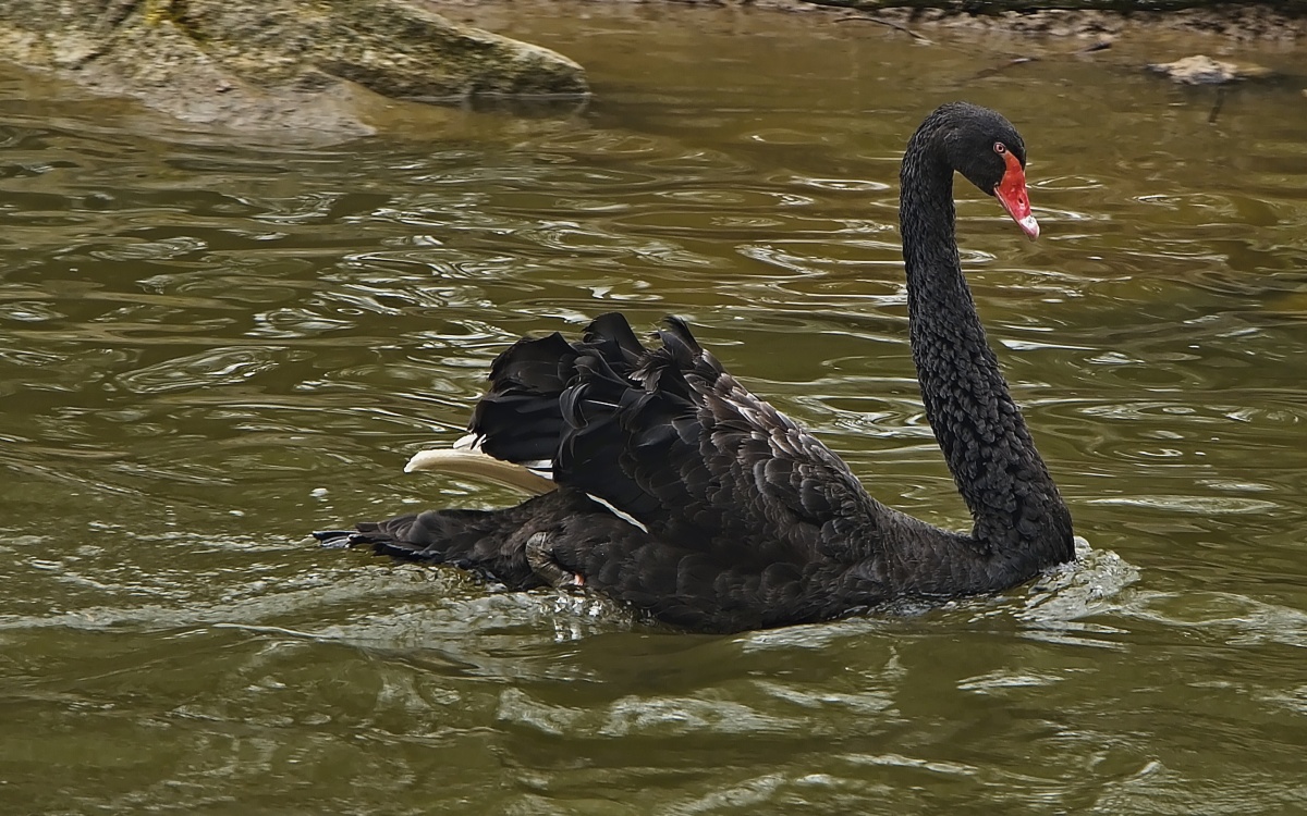 labuť