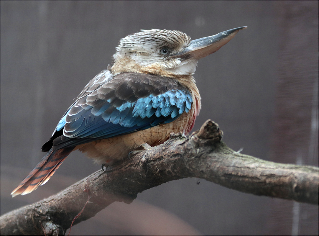 Zase jeden ledňák...