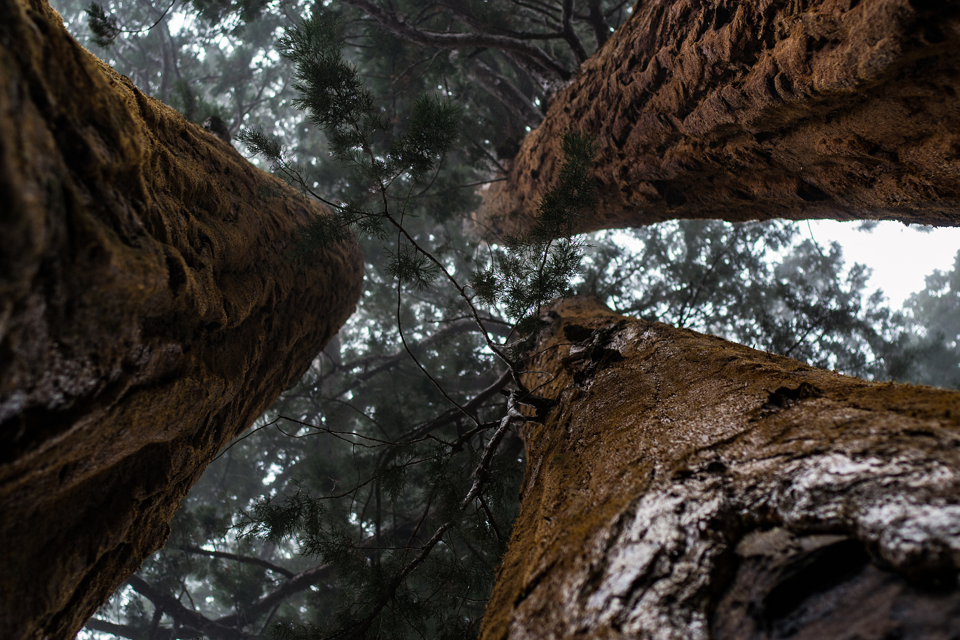 Sequoia