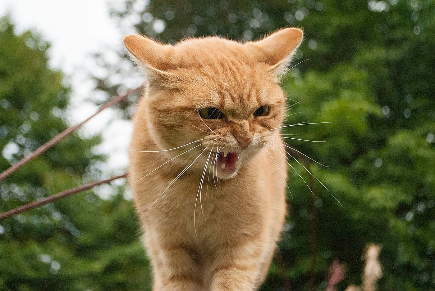 angry cat