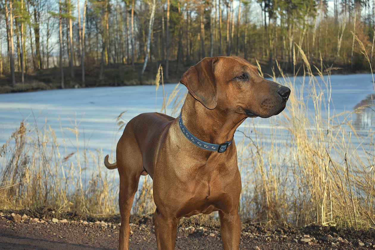 Rhodézský ridgeback