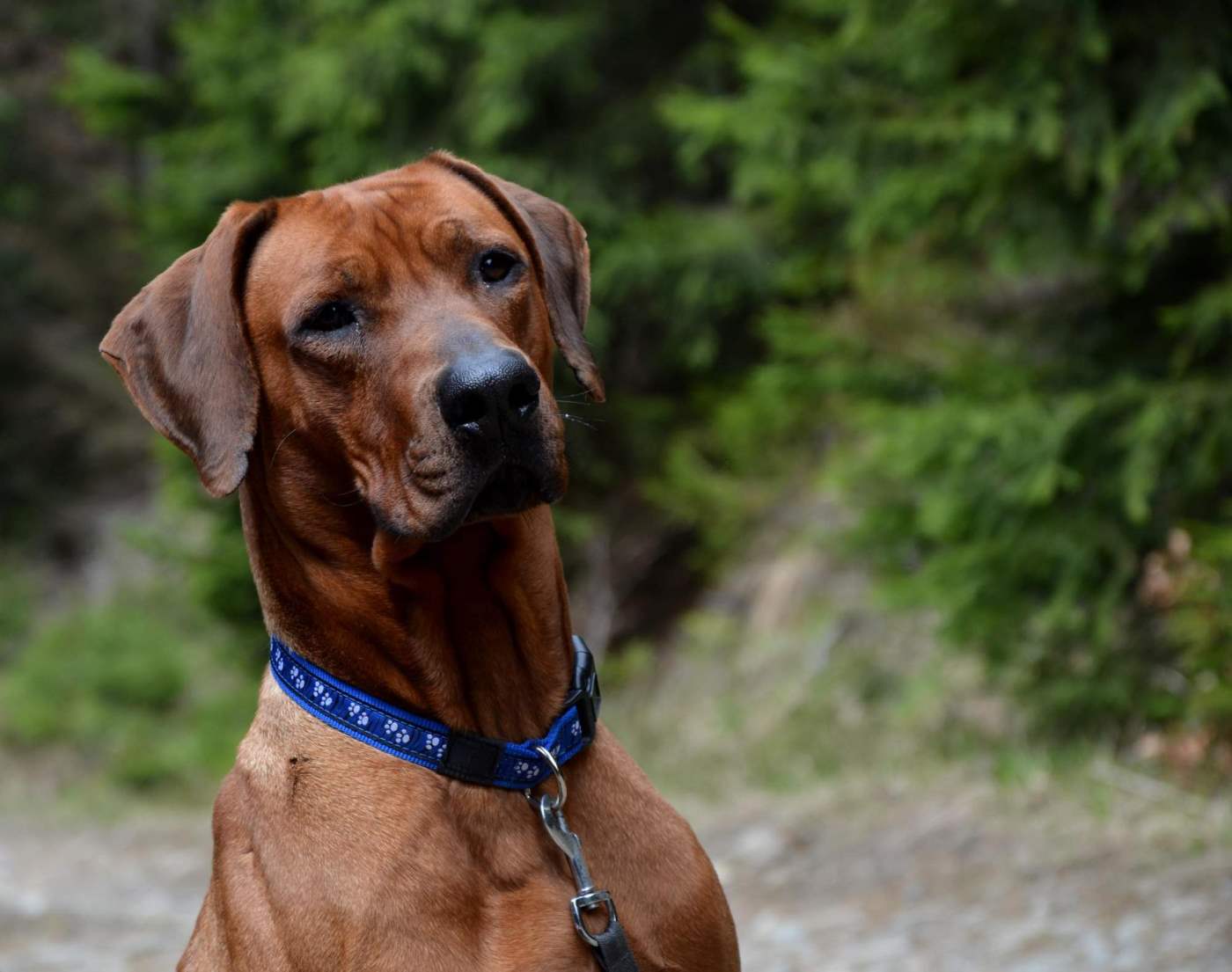 Ridgeback 2