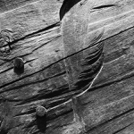 podvečerní pěnice černohlavá kubistická