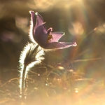 Pulsatilla slavica