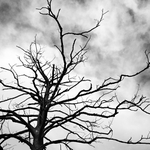 jako suchý starý strom...