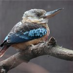 Zase jeden ledňák...