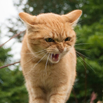 angry cat