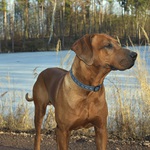 Rhodézský ridgeback