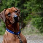 Ridgeback 2