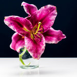 Radikální romantika