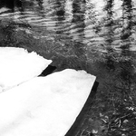 jarni surf