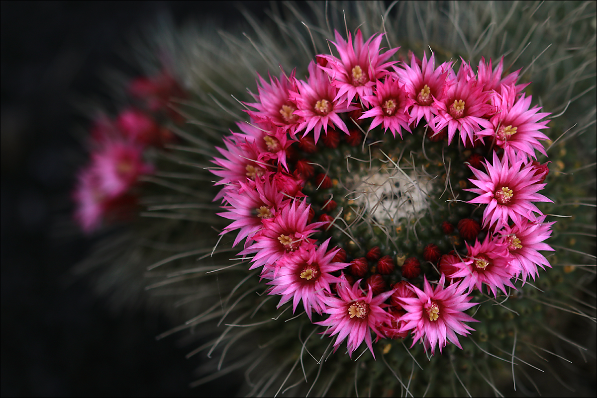 Malá kaktusová zahrada