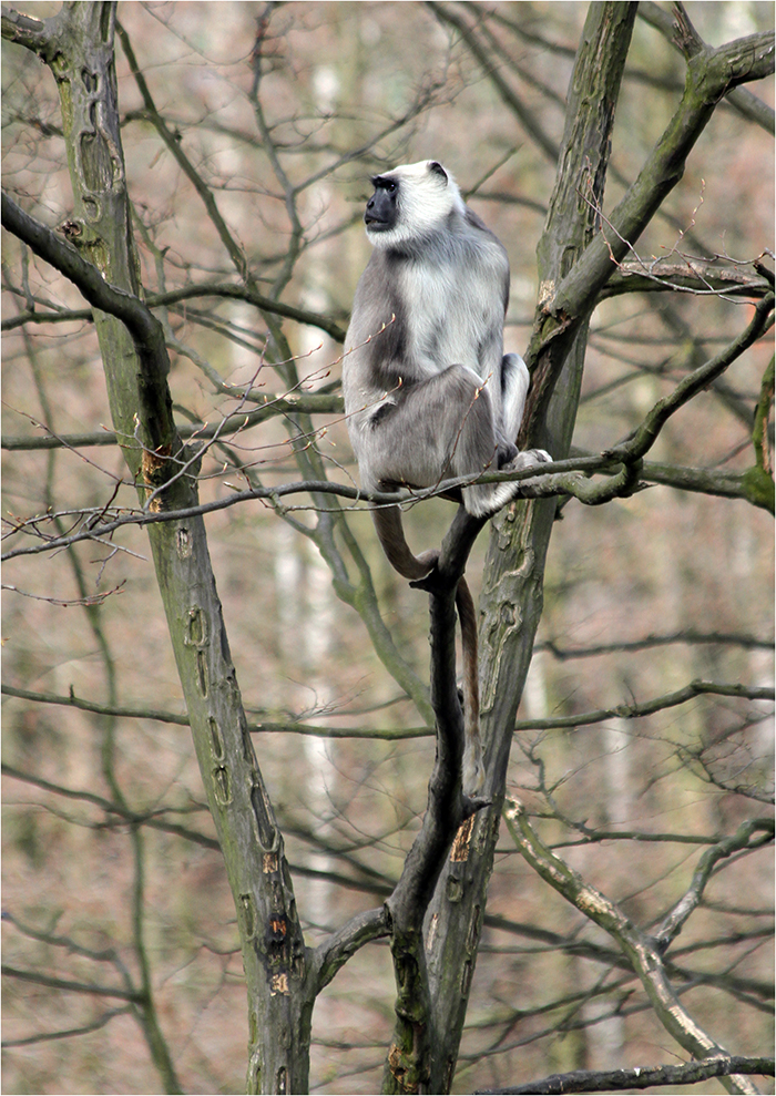 Předsunutá hlídka