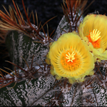 Malá kaktusová zahrada II