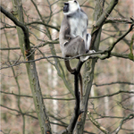 Předsunutá hlídka