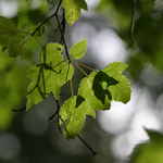 povídka o kohoutkovi