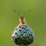 ... jako tele na nová vrata