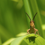 To je Canon 50D Drahoši ?