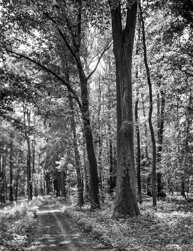 Les