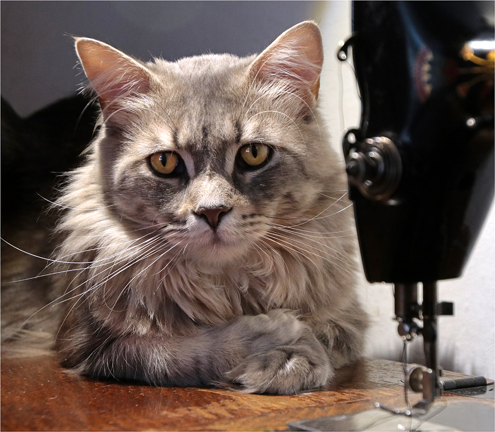 Kdy budeme pokračovat?