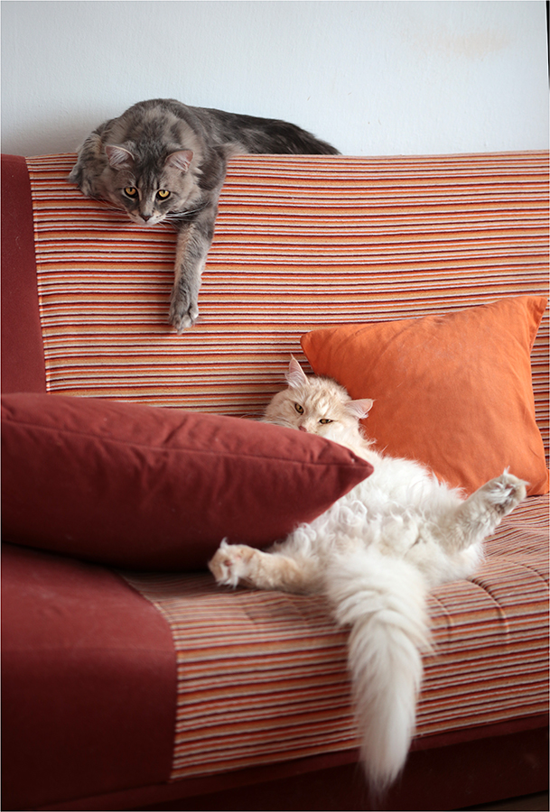 Máme siestu, sakra!