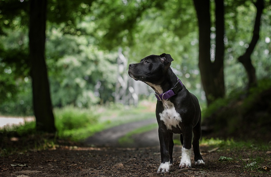 Amstaff Roxy