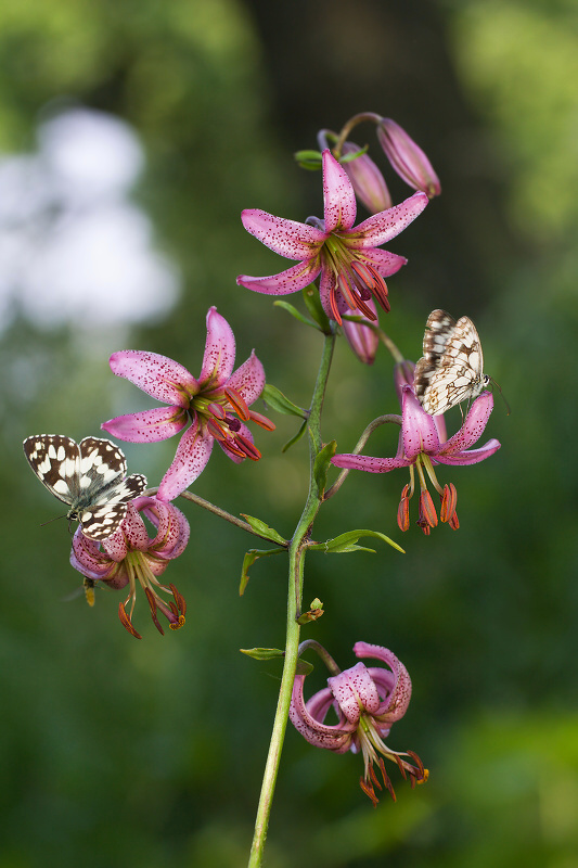liliovkáři a podnájemník