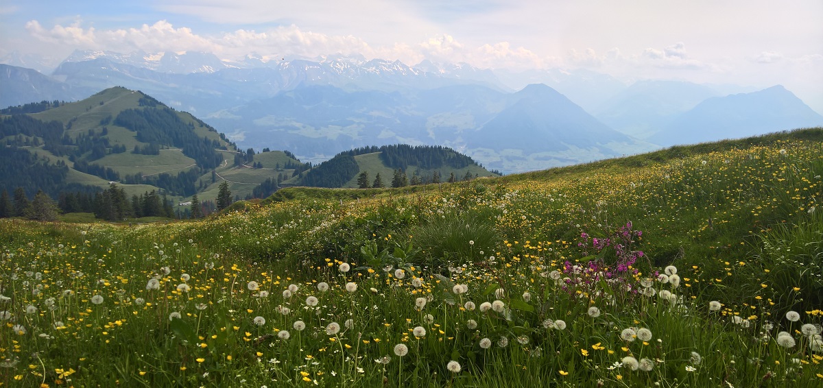 Alpská louka - Rigi