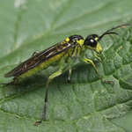 bz