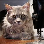 Kdy budeme pokračovat?