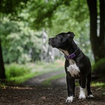 Amstaff Roxy
