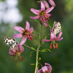 liliovkáři a podnájemník