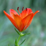 tři mlsné jazýčky