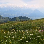 Alpská louka - Rigi