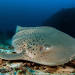 Žralok leopardí nebo zebrovitý