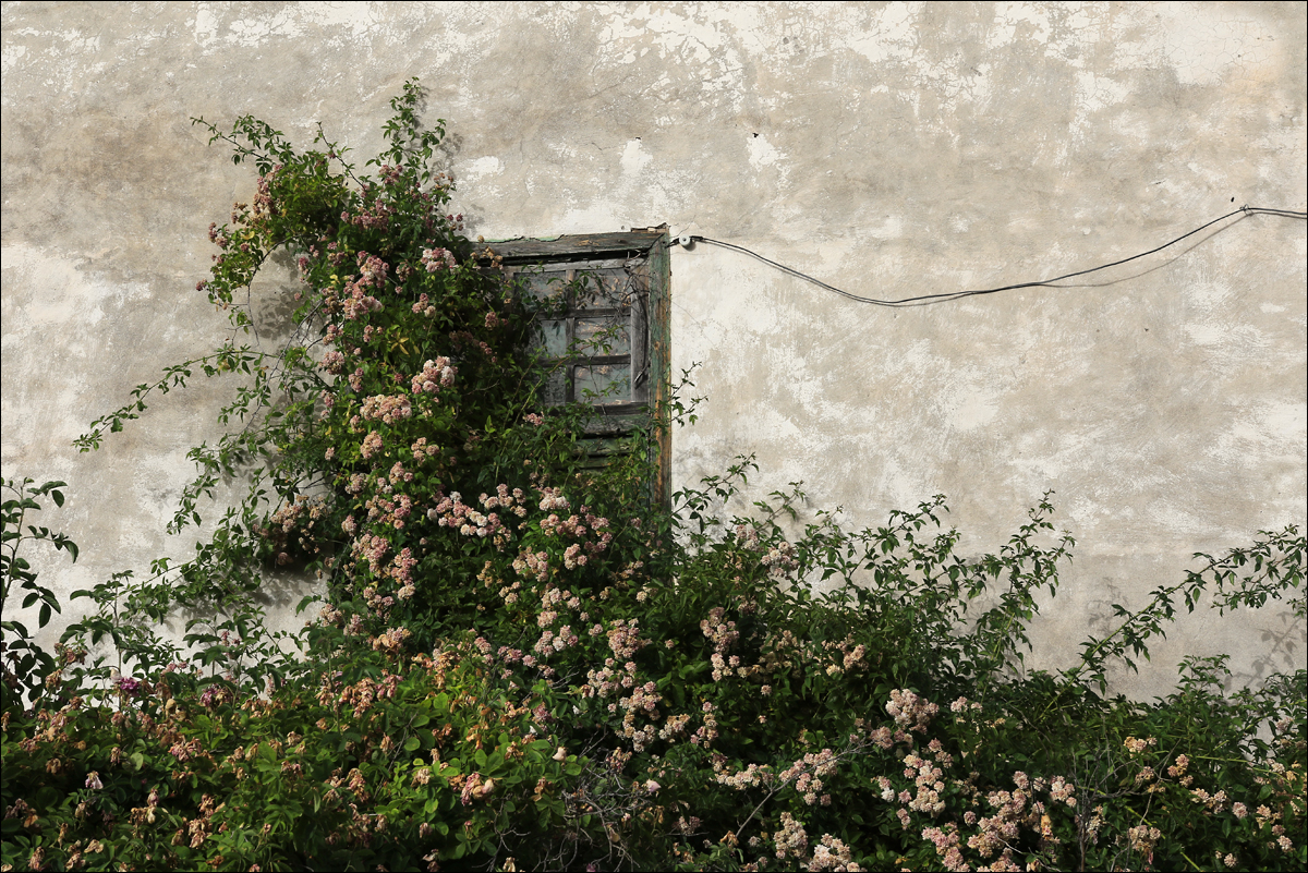 O Šípkové Růžence