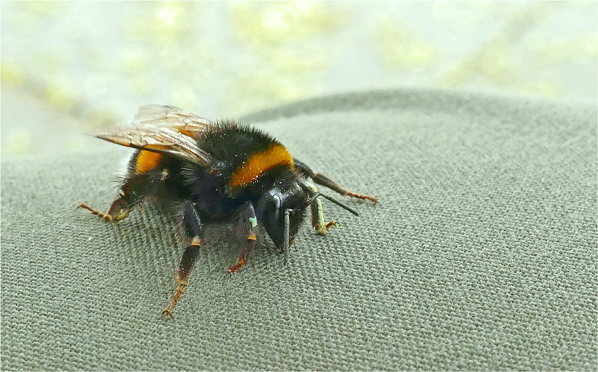 Makro dělané na koleně...