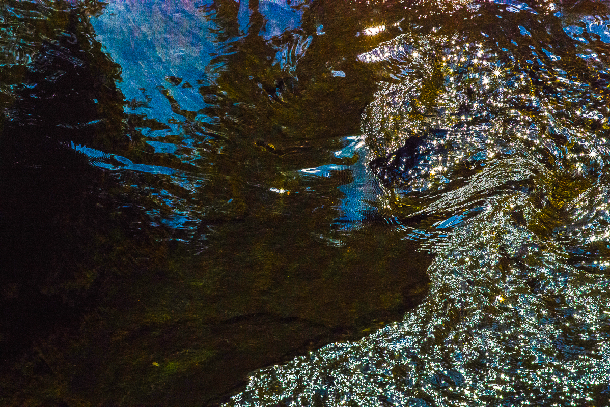 aquatic