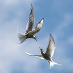 ..Tančící Kríje..