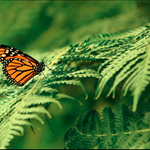 Monarcha stěhovavý