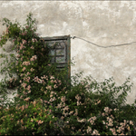 O Šípkové Růžence