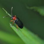 kohoutek