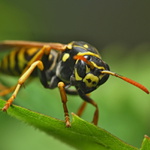 vosík frantík  z ruky