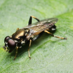 bz