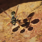 vosík frantík  na vodě