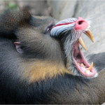 A šéf jim ukázal zuby!